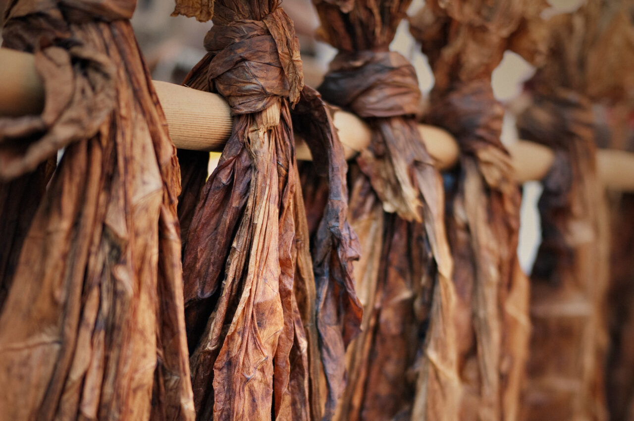 Photo of hanging dried tobacco leaves tied to a wooden rod